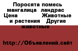 Поросята помесь мангалица  ландрас › Цена ­ 2 500 -  Животные и растения » Другие животные   